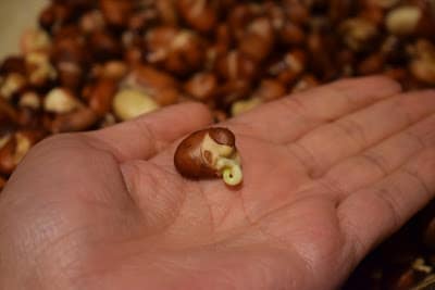 Sprouted ful bean day 5